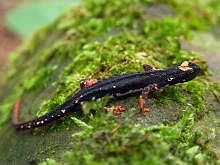 Salamandrina dagli occhiali